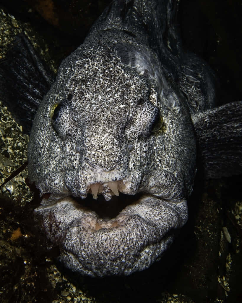 Close-Up of Wolf Eel: Textured Skin & Teeth in Dark Aquatic Background Wallpaper