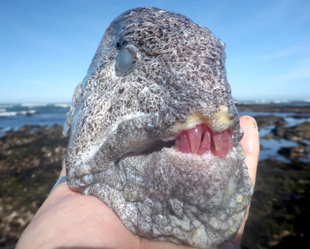 Close-Up of Wolf Eel: Textured Skin & Coastal Waters Background Wallpaper