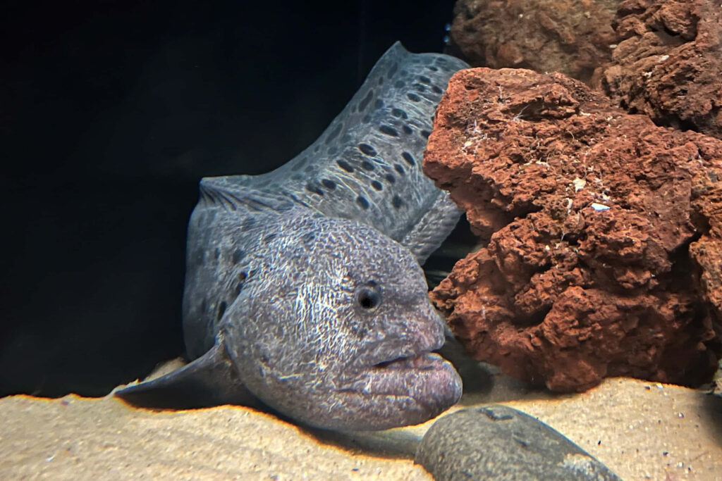 Captivating Underwater Wallpaper: Wolf Eel in Aquarium Habitat