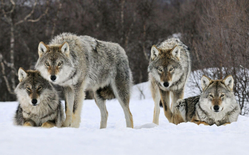 Stunning Wolf Pack Wallpaper: Majestic Creatures in Snowy Landscape