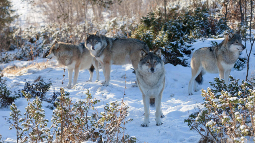 Unity in Nature: Wolves in Snowy Forest Wallpaper Background