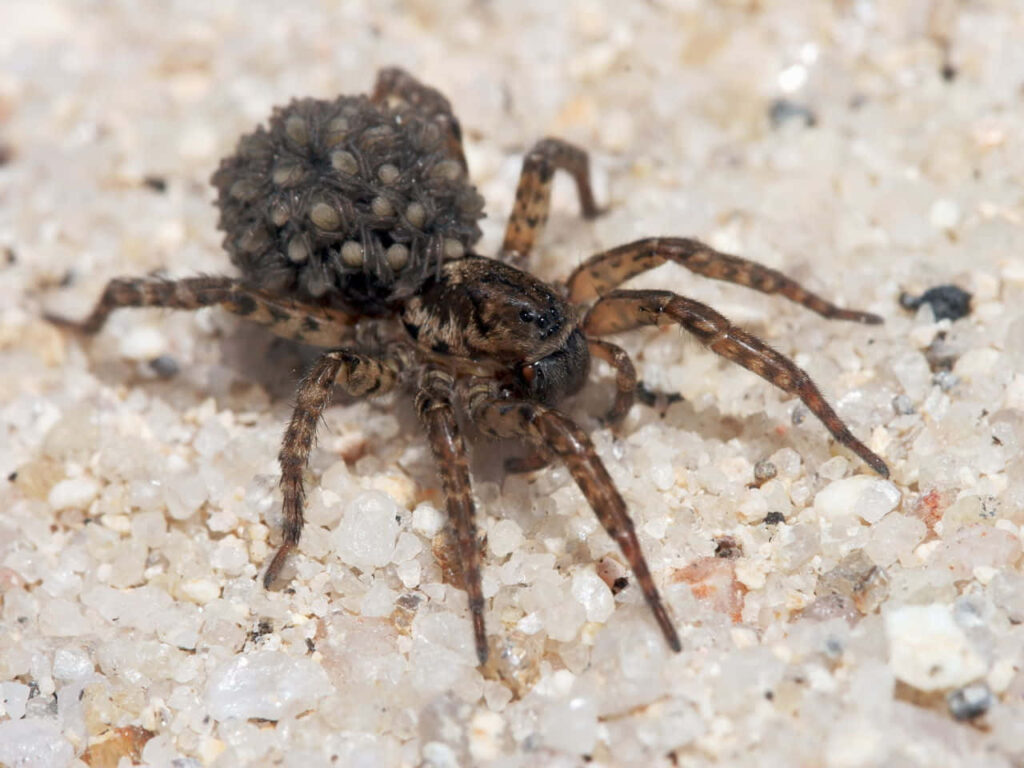 Close-Up of Wolf Spider: Earthy Colors & Offspring on Sandy Ground Wallpaper