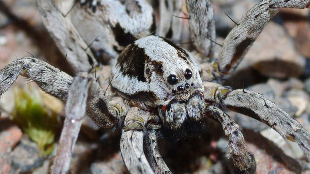 Close-Up Wallpaper of a Unique Wolf Spider in Natural Background