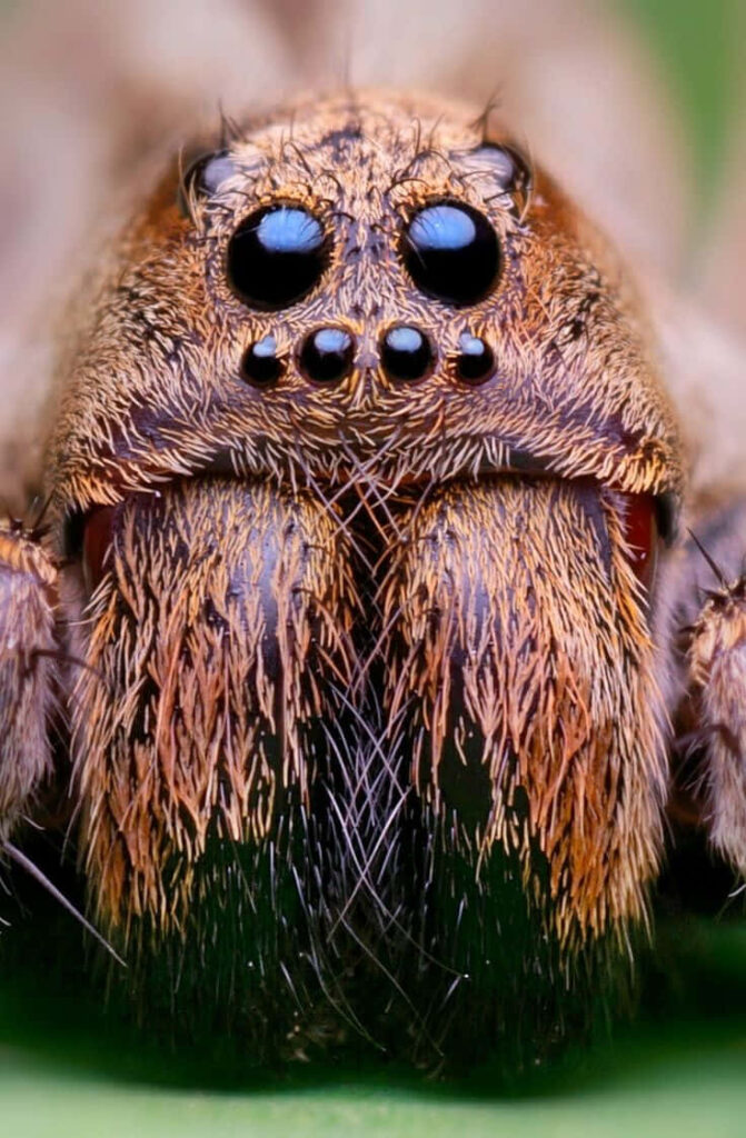 Stunning Close-Up of Wolf Spider Against Soft Green Background Wallpaper