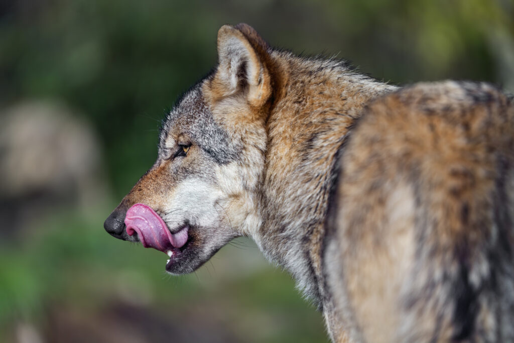 High-Res Wolf Wallpaper: Captivating Wild Action in Nature