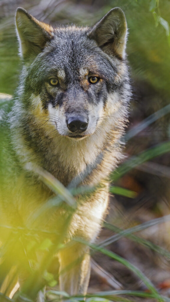 Wolf in Grass: Stunning Wildlife Wallpaper Capturing Predator Instincts