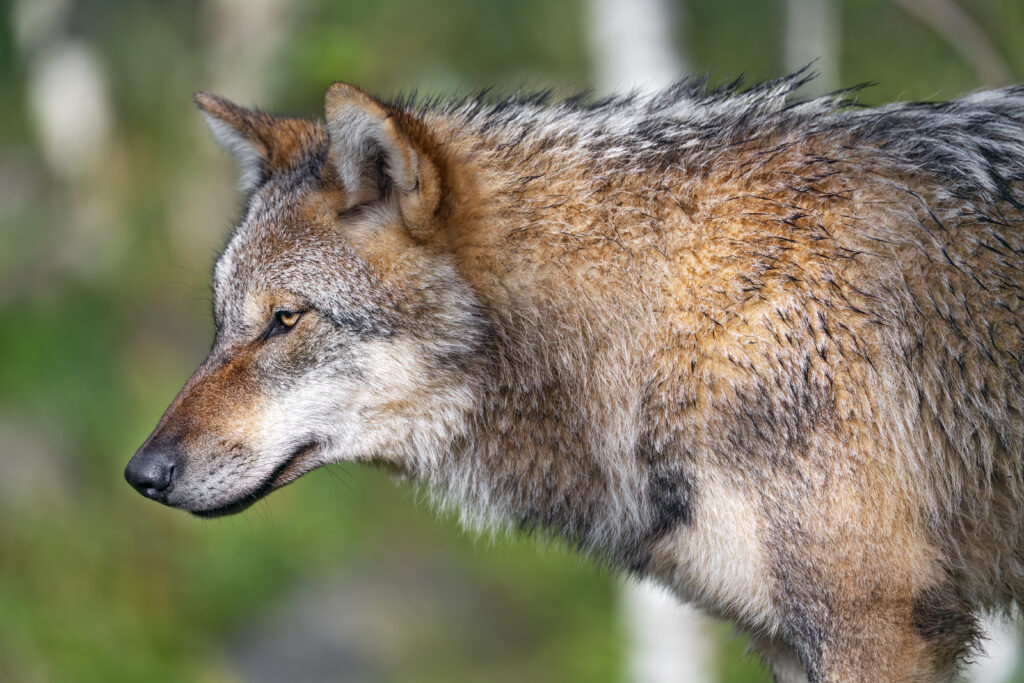 Majestic Wolf Close-Up Wallpaper: Intricate Fur & Sharp Gaze