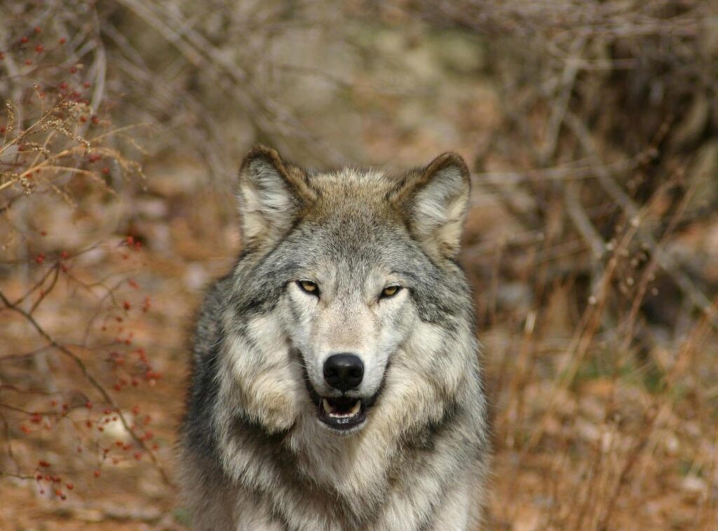 Close-Up Wolf Wallpaper: Intense Gaze with Autumn Background