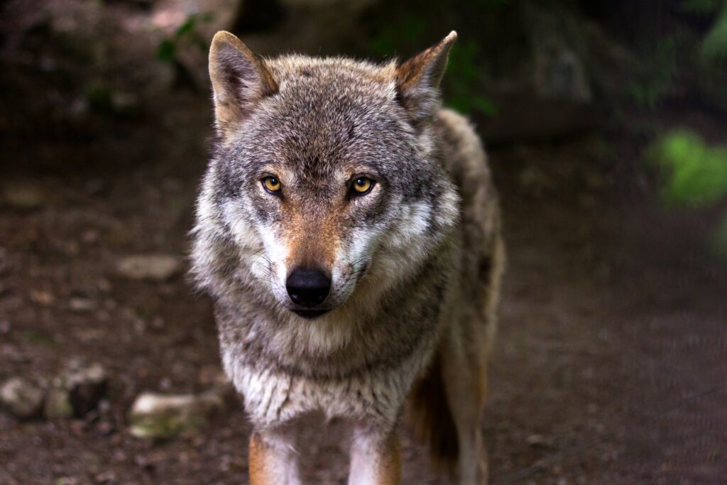 Stunning Wolf Wallpaper: Fierce Predator in Natural Background