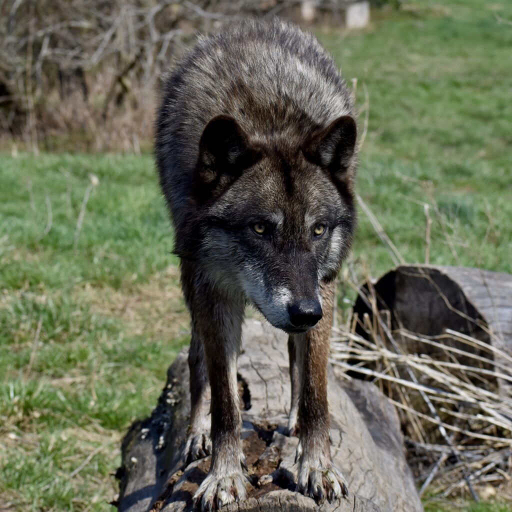 Stunning Wolf on Log Wallpaper: Captivating Natural Habitat Scene