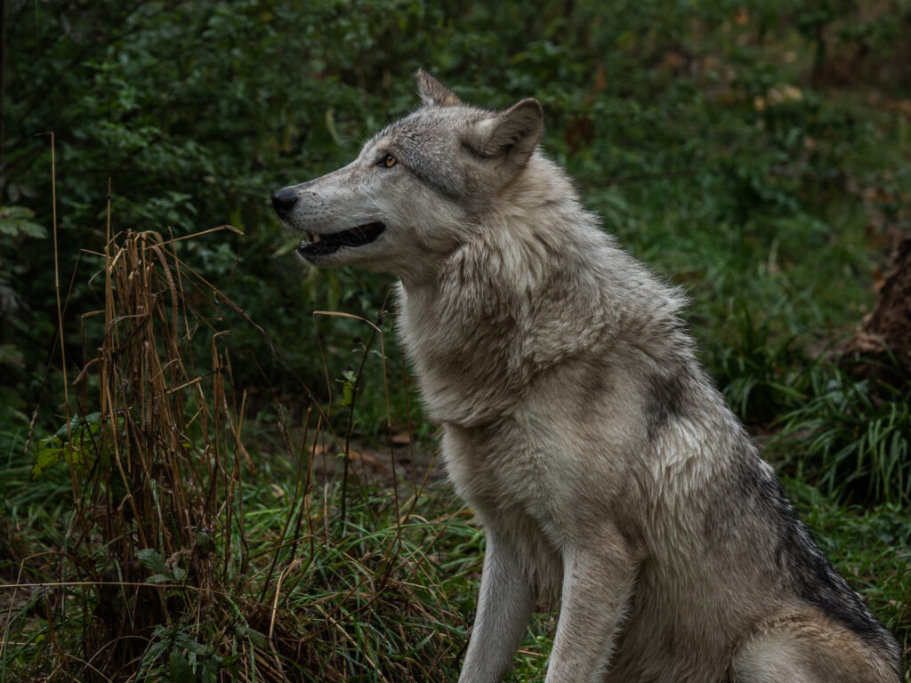 Majestic Wolf Profile Wallpaper Amidst Lush Greenery