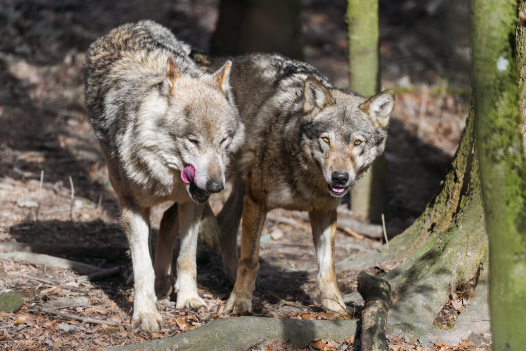 Wolves in Forest: Playful Tongue & Alert Focus - Nature Wallpaper