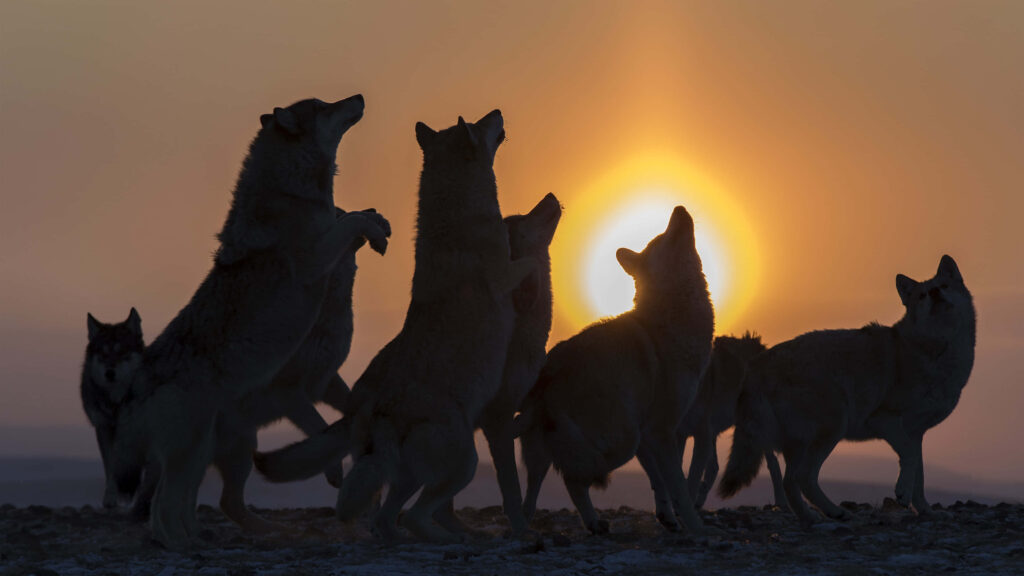 Wolves Silhouetted Against Golden Sunset - Majestic Nature Wallpaper