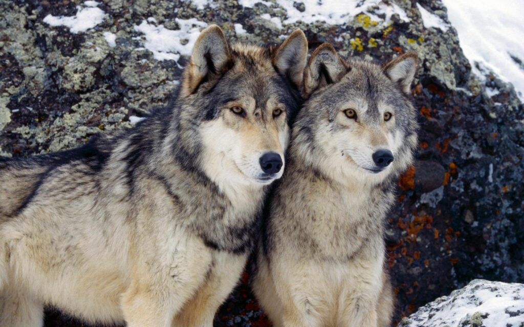 Stunning Winter Wolf Wallpaper: 1920x1200 Nature Background