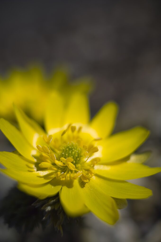 Stunning Macro of Yellow Adonis Flower with Blurred Background Wallpaper