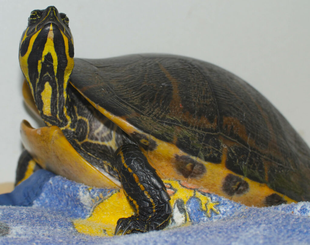 Vibrant Wallpaper featuring Yellow-Bellied Slider Turtle on Colorful Surface