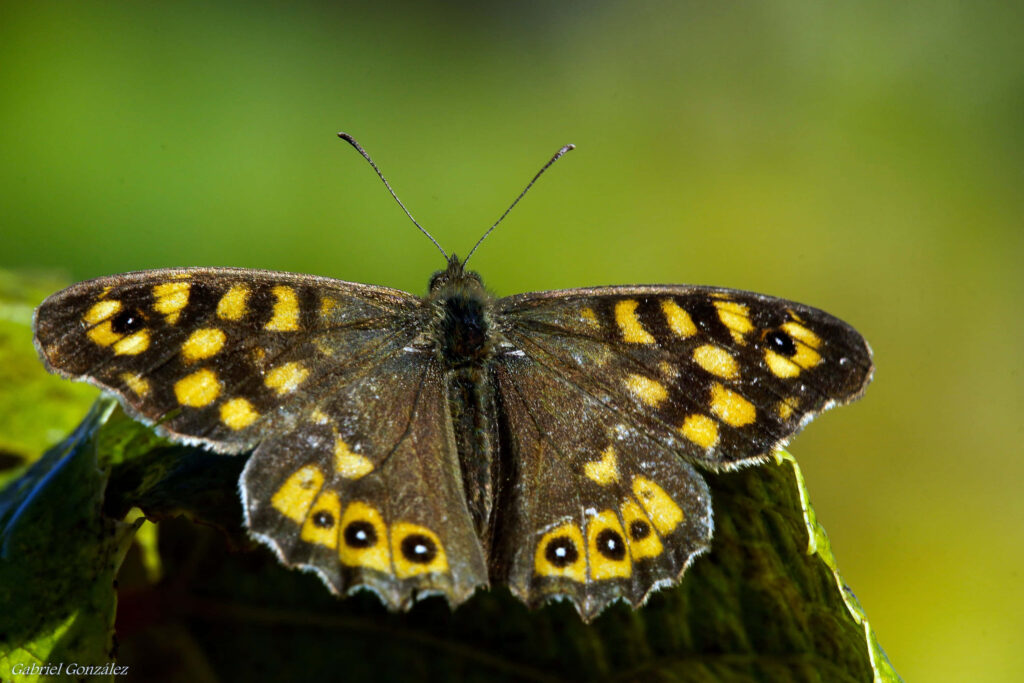 Vibrant Yellow Butterfly Close-Up on Green Foliage - Nature Wallpaper