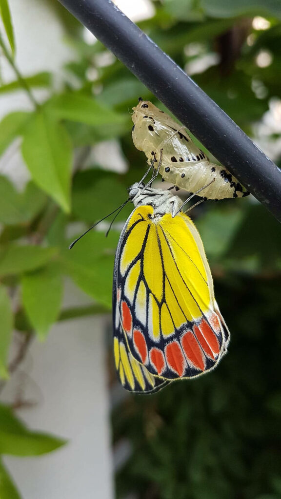 Vibrant Yellow Butterfly Emerging from Cocoon - Nature Wallpaper