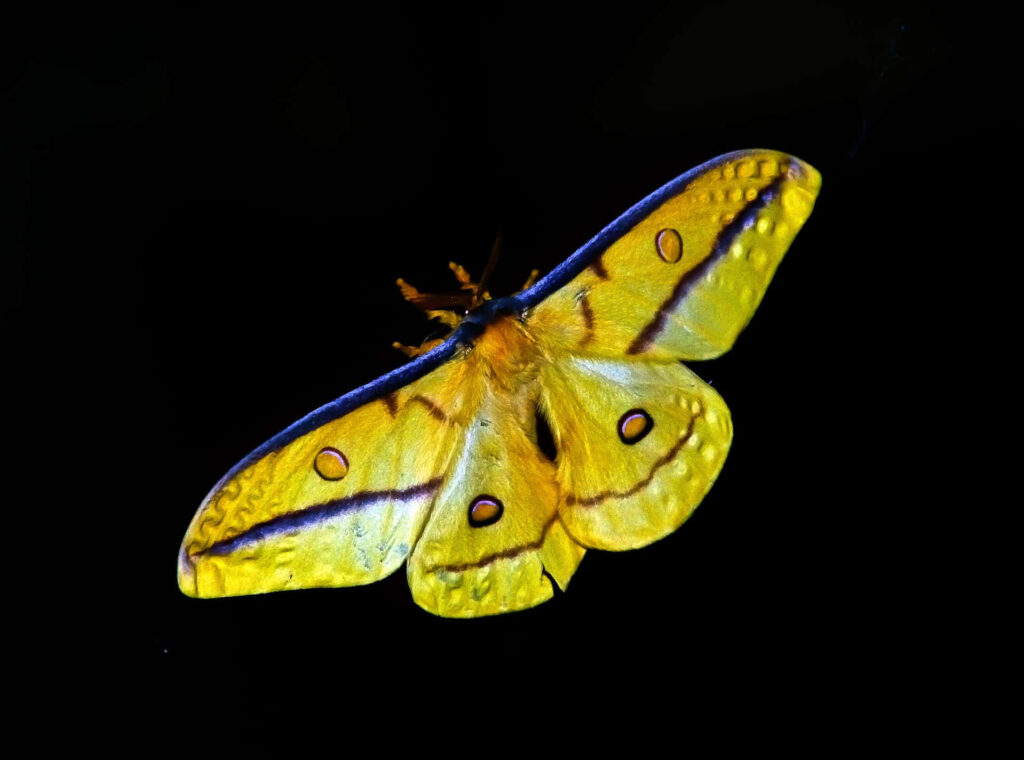 Vibrant Yellow Butterfly Wallpaper: Stunning Patterns on Dark Background