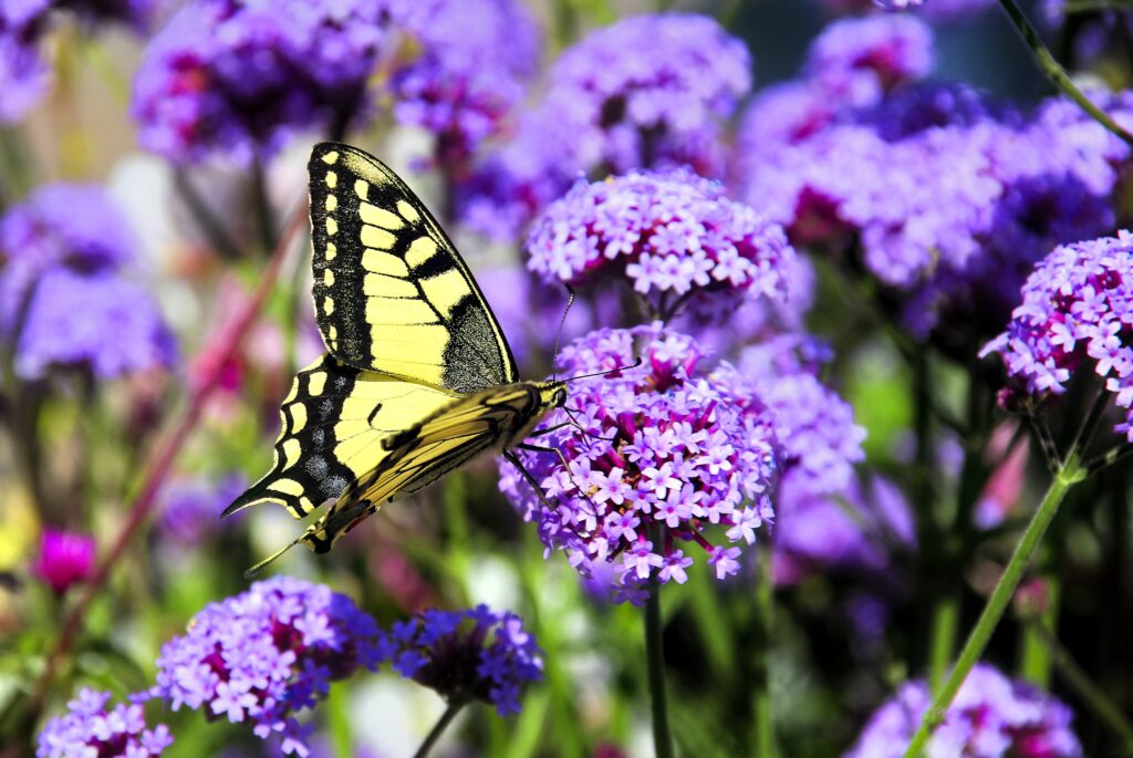 Stunning Yellow Butterfly on Purple Flowers - Macro Wallpaper