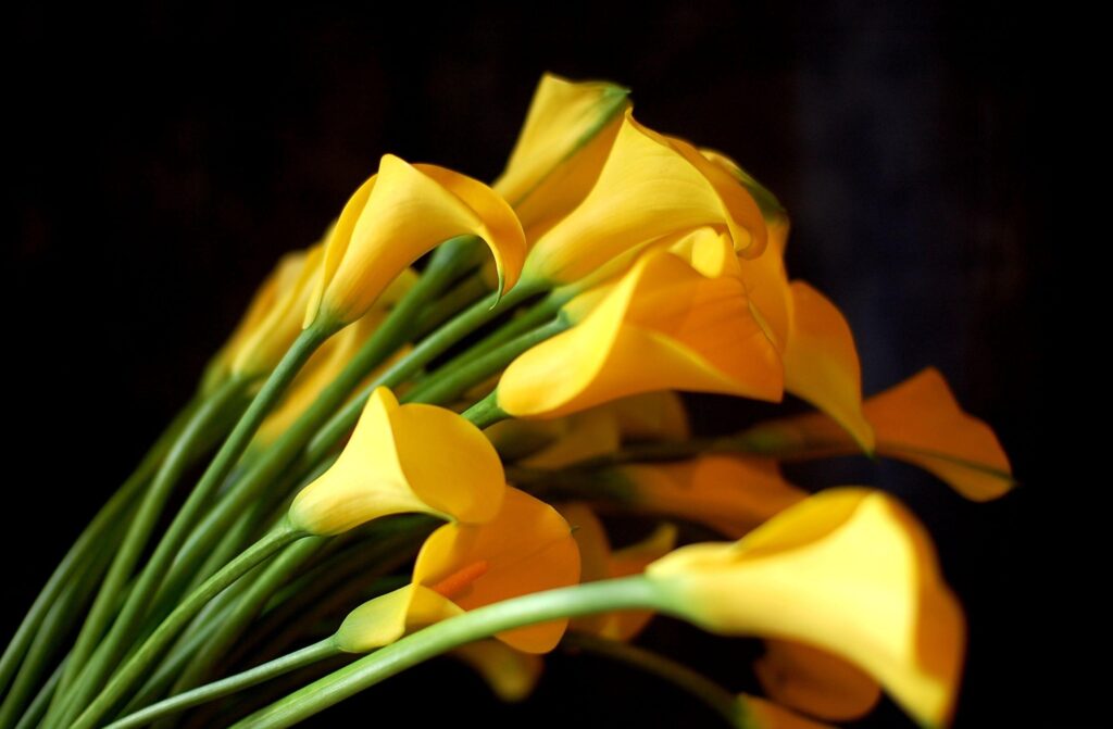 Elegant Yellow Calla Lilies Wallpaper on Black Background