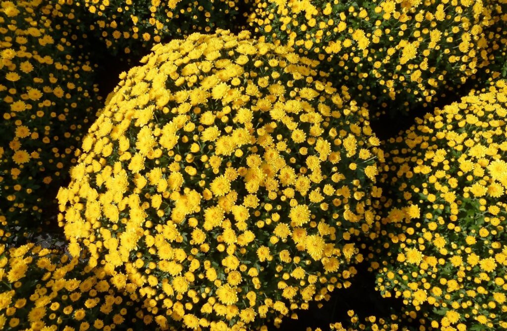 Vibrant Yellow Chrysanthemums: Captivating Flowerbed Wallpaper