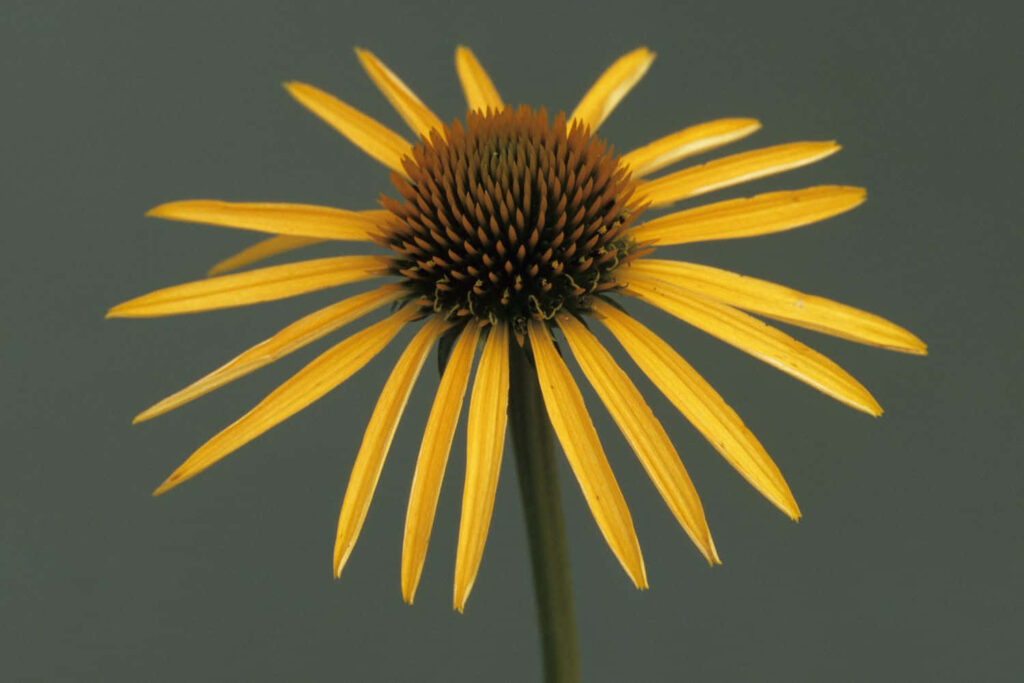 Stunning Yellow Coneflower in Bloom with Soft Background Wallpaper