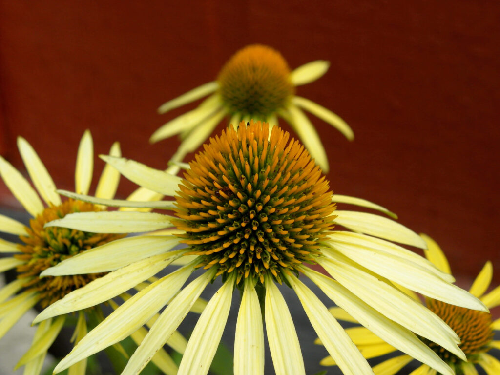 Vibrant Yellow Coneflower Wallpaper: Cheerful Floral Background