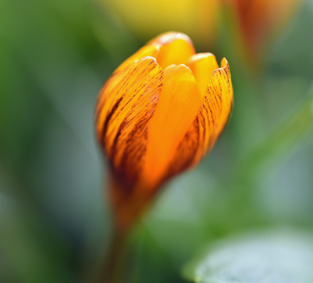 Stunning Yellow Crocus Macro: Vibrant Floral Wallpaper Background