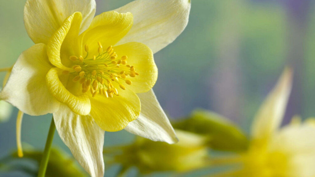 Close-Up of Yellow Daffodil on Serene Green and Blue Wallpaper