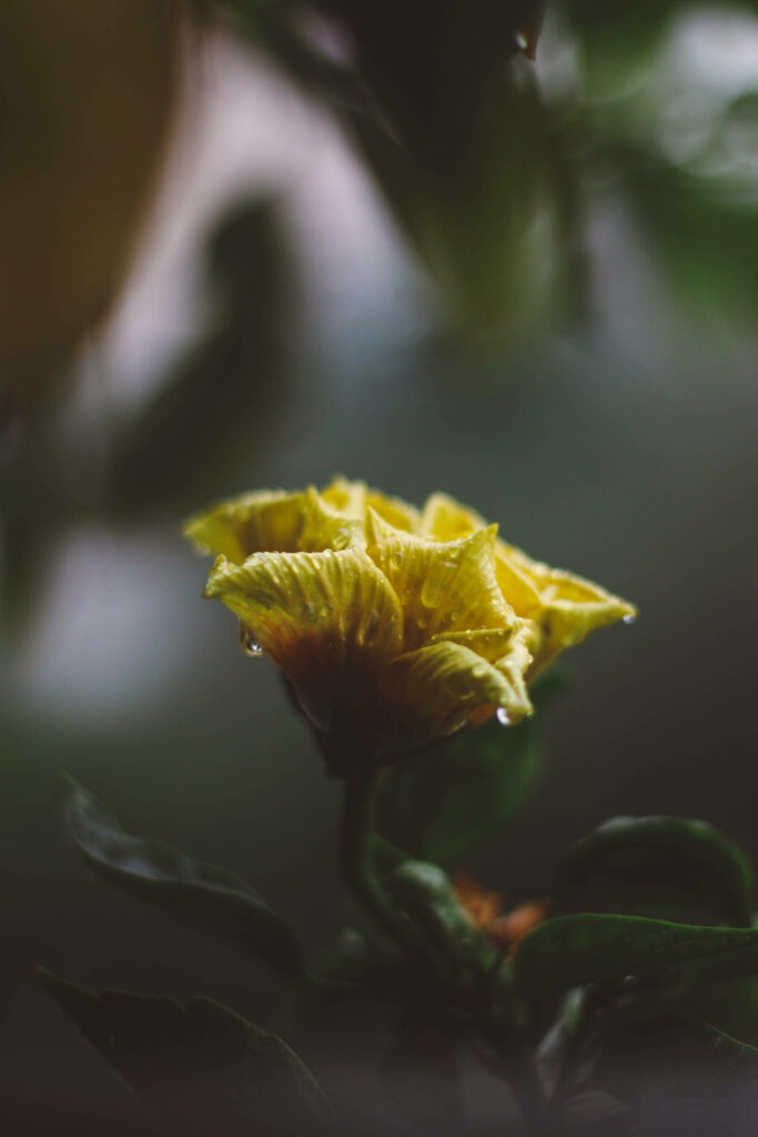 Elegant Yellow Flower Close-Up with Dewdrops: Perfect Android Wallpaper