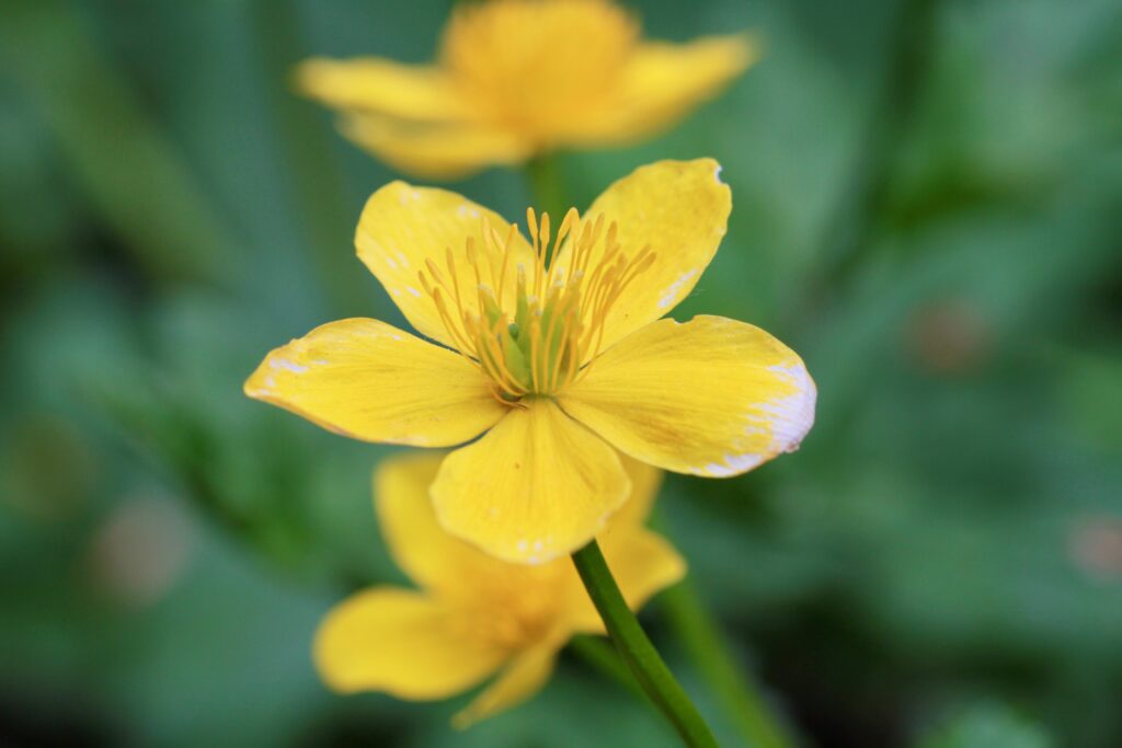 Stunning Macro Yellow Flower Wallpaper with Blurred Green Background