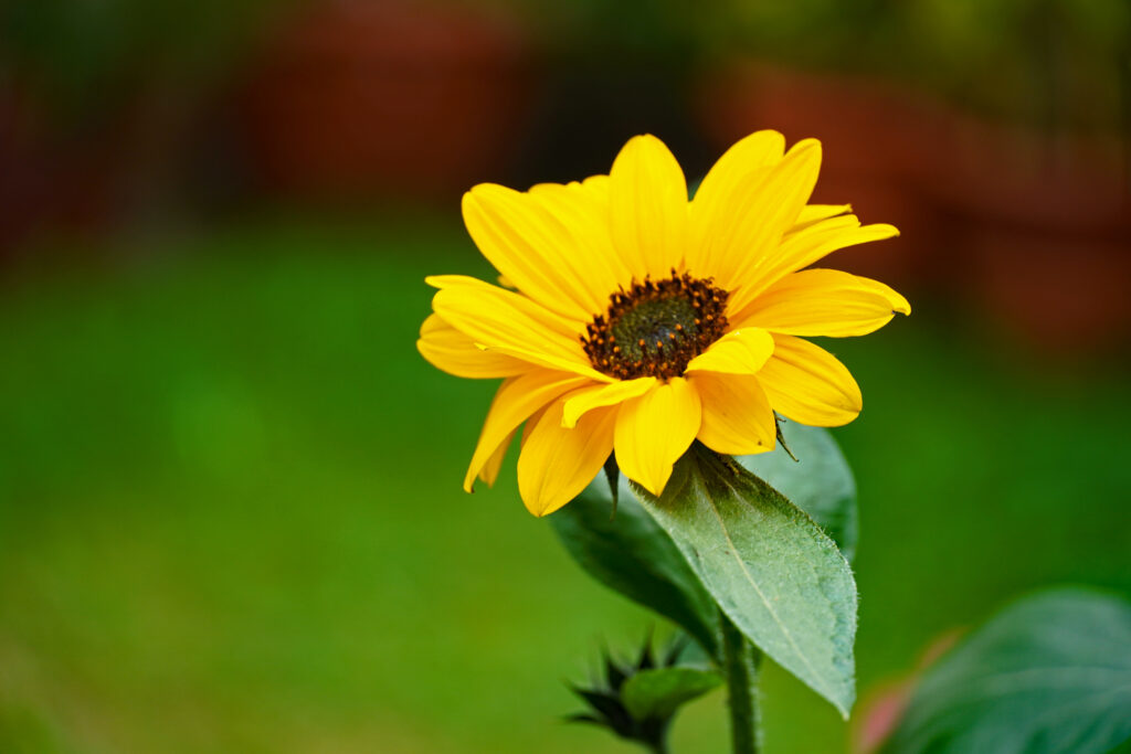 Vibrant Yellow Flower Macro Wallpaper with Soft Green Background