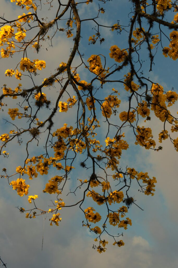 Serene Yellow Flower Wallpaper with Tree Branches & Cloudy Sky