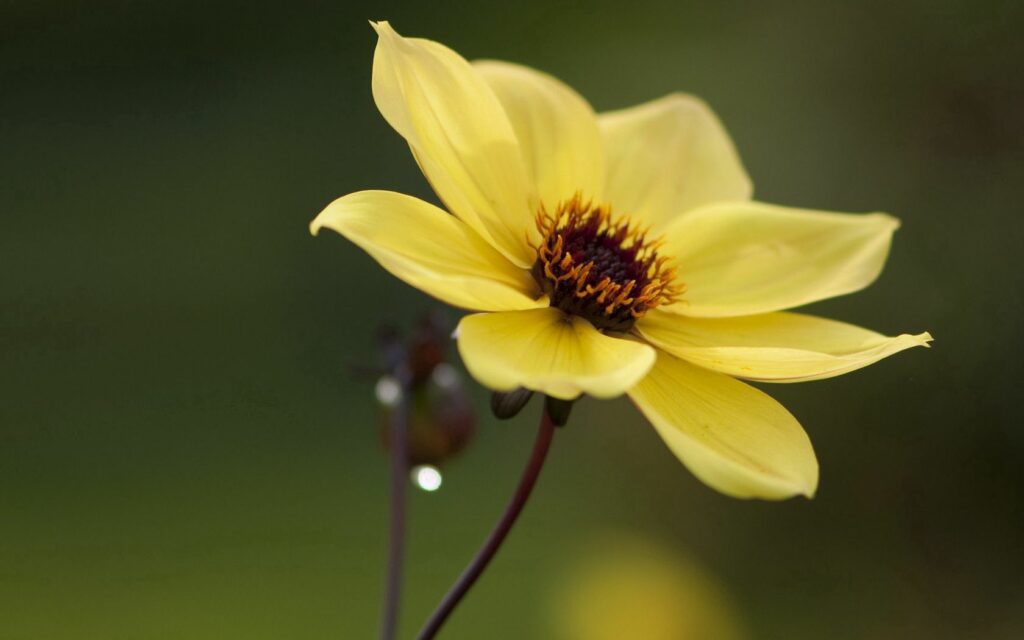 Stunning Yellow Flower Close-Up Wallpaper with Blurred Green Background