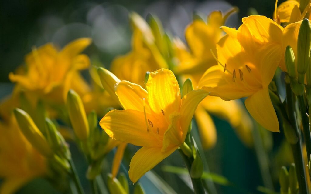 Yellow Flowers Wallpaper: Vibrant Macro Bloom Against Soft Background