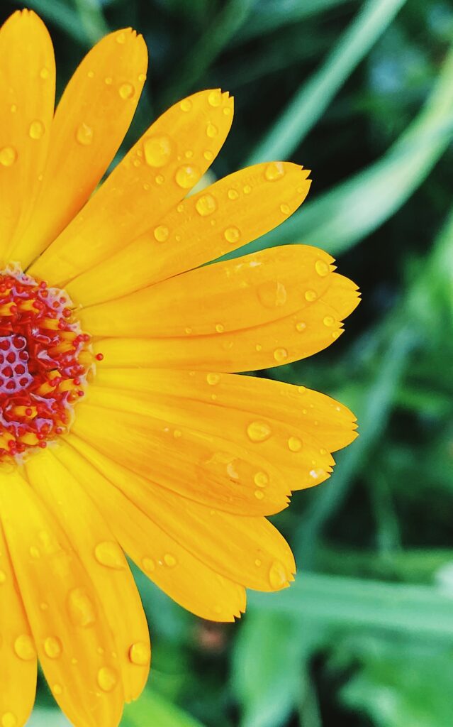 Vibrant Macro Yellow Flower with Dewdrops on Green Background Wallpaper