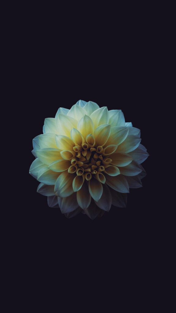 Stunning Yellow Flower Wallpaper for iPhone - Dark Background Aesthetic