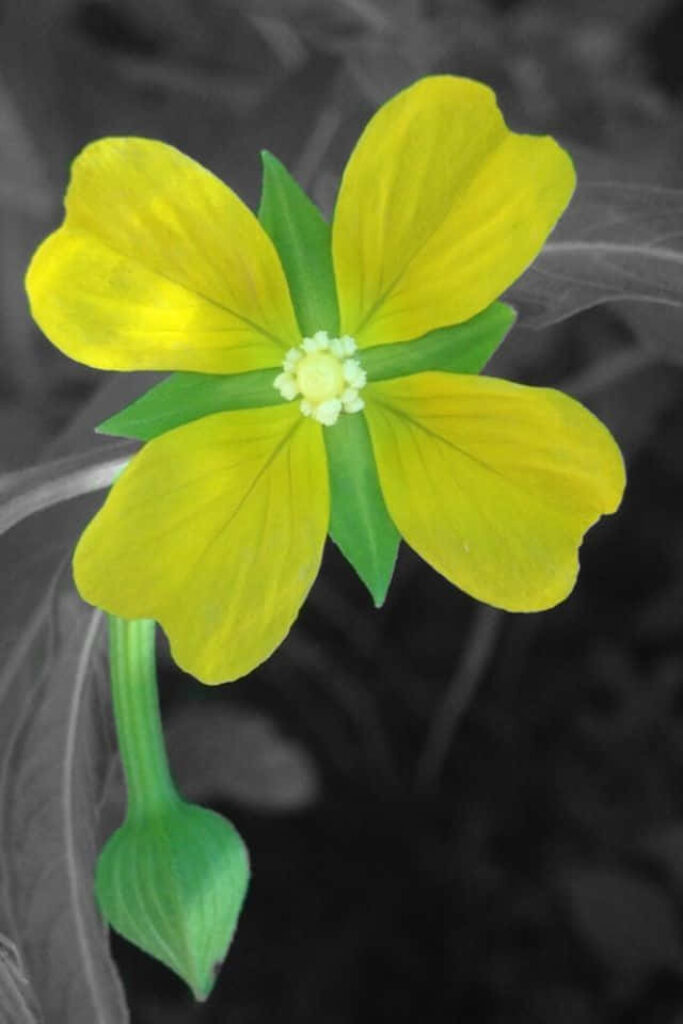 Vibrant Yellow Flower Wallpaper on Greyscale Background