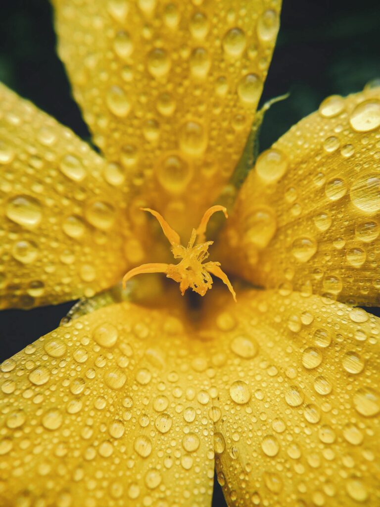 Vibrant Yellow Flower Wallpaper: Macro View with Water Drops