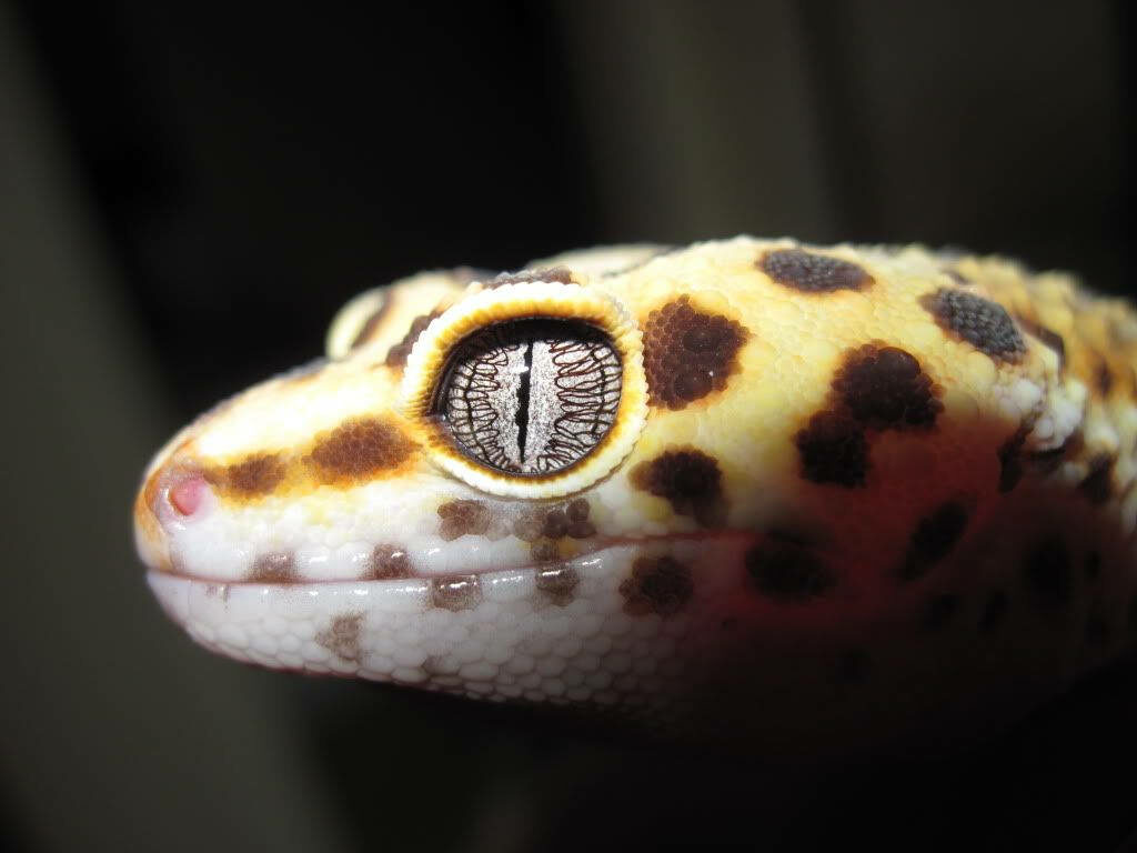 Intricate Yellow Gecko Close-Up with Spirals and Mosaic Pattern Wallpaper