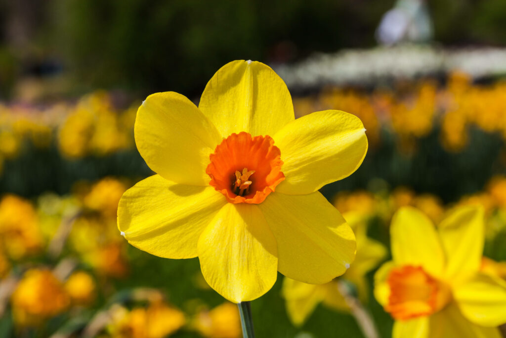 Vibrant Close-Up of Yellow Narcissus with Orange Center - Spring Blooms Wallpaper