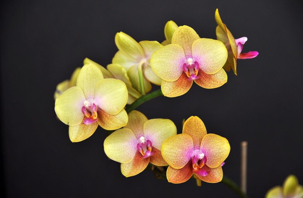 Stunning Yellow Orchids on Twig - Vibrant Black Background Wallpaper