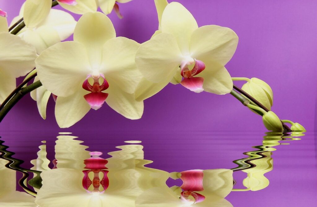 Elegant Yellow Orchids on Twig with Purple Background Reflection Wallpaper