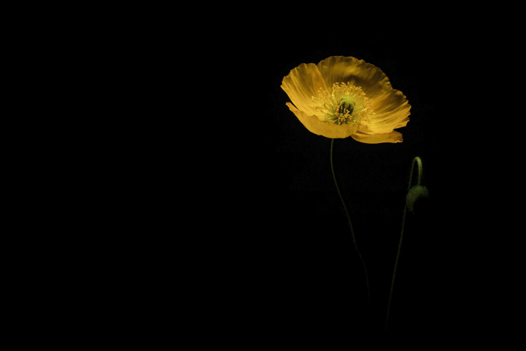 Stunning Yellow Poppy Wallpaper on Deep Black Background