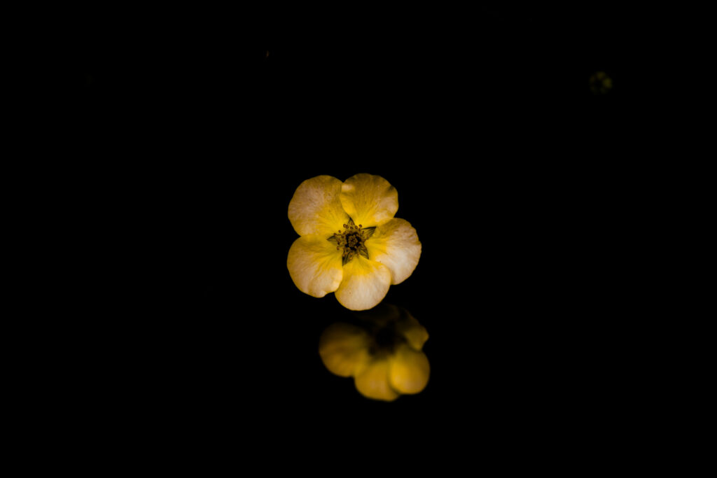 Stunning Yellow Potentilla Macro Wallpaper on Black Background