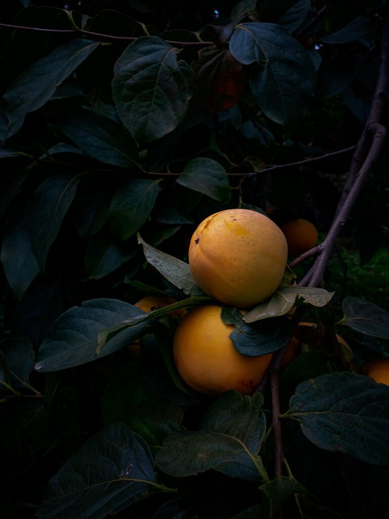Ripe Yellow Quince Fruits Wallpaper: Lush Green Natural Background