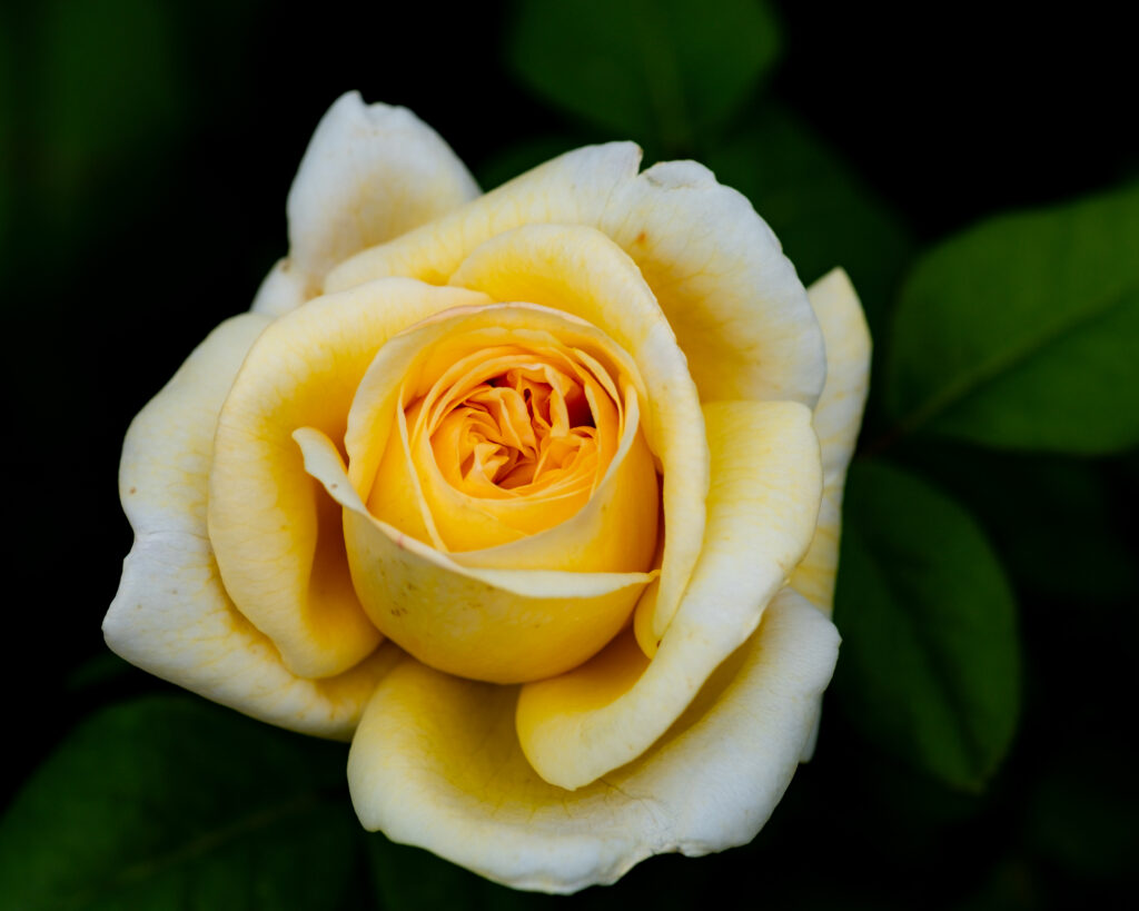 Stunning Close-Up Yellow Rose Wallpaper: Exquisite Petals & Detail