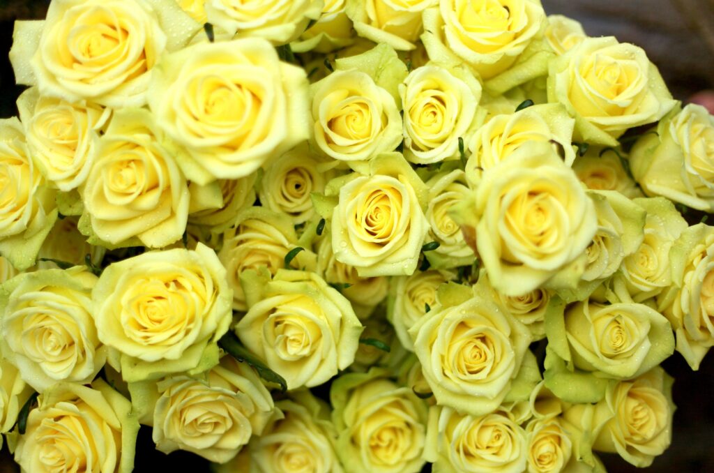 Stunning Yellow Rose Wallpaper with Water Droplets for Elegant Background