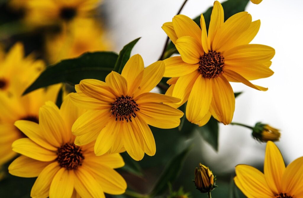 Vibrant Yellow Rudbeckia Flowers: Close-Up Wallpaper with Blurred Background